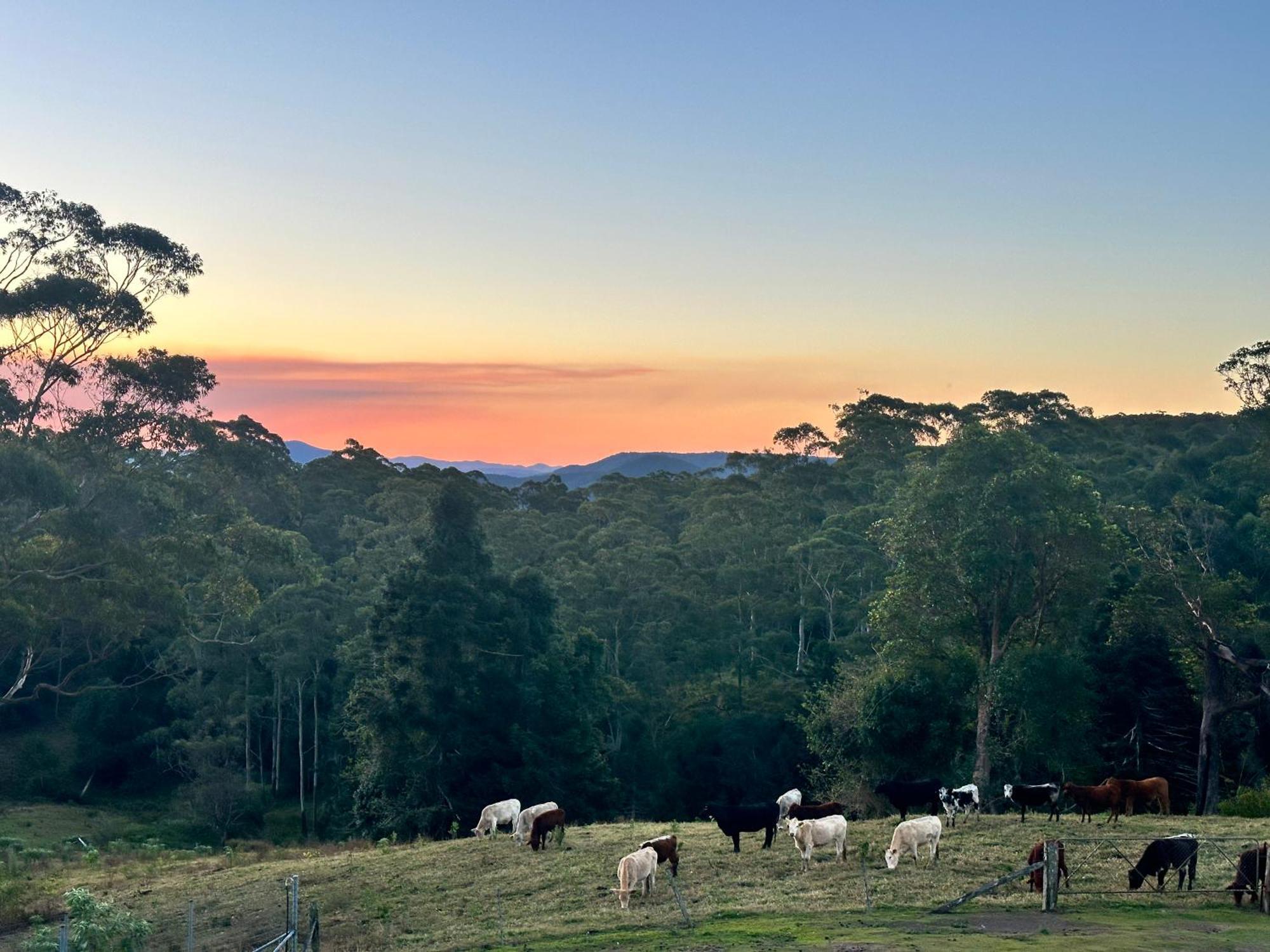 Whispering Valley Cottage Retreat Maleny Exterior foto